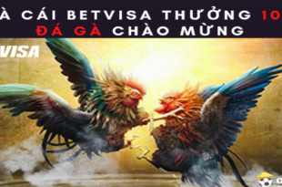 Nha cai BetVisa Thuong 100 Da Ga chao mung